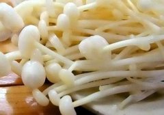 灵寿金针菇