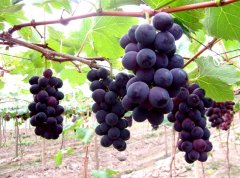 “紫藤”葡萄