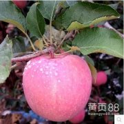 临汾红富士苹果