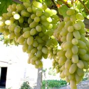 宣化葡萄