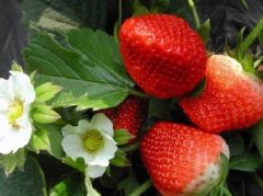 江东草莓