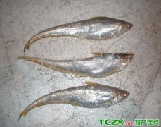 鄱阳湖凤尾鱼