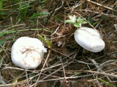 呼伦贝尔草原白蘑