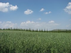 内蒙古莜麦