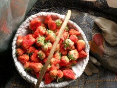 桓仁草莓
