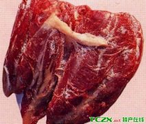 草原红牛肉