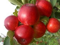 长林岛金红苹果