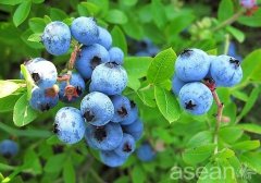 伊春蓝莓
