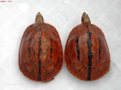 红龟