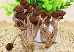 黎川茶树菇