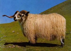 甘加藏羊
