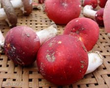 容县野生红香菇