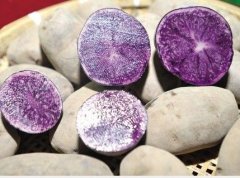 紫云宝土豆