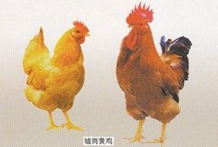 鹤山墟岗黄鸡