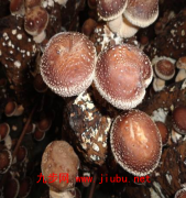 大邑蘑菇