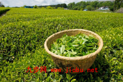 李家山绿茶
