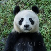 秦岭大熊猫