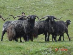 藏羊