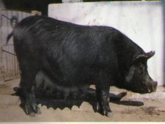 北京黑猪