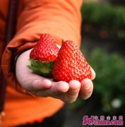 博山草莓