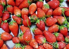 西朱草莓