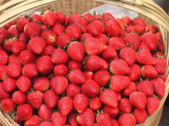 昌邑草莓