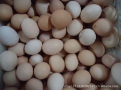 李营绿壳鸡蛋