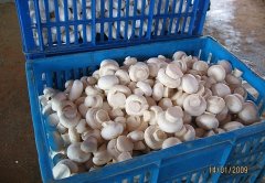 新泰双孢蘑菇