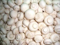 白色双孢菇