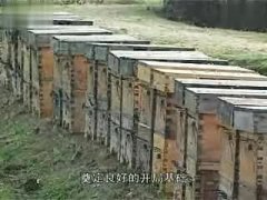 金喀蜂系列