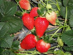 中坝草莓