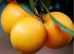 保合梨橙
