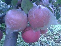礼泉苹果