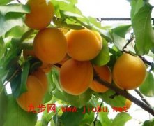 金寿杏