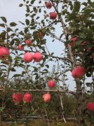 泾川红富士苹果