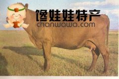 康保草原红牛