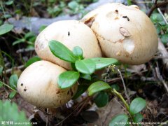 呼伦贝尔蘑菇