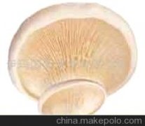 广灵白灵菇