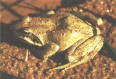 中国林蛙（Rananchensinensis)