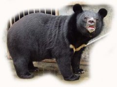 黑熊（别名：狗熊、黑瞎子，熊科）