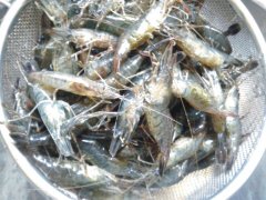 河虾籽