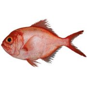 赤鯮鱼
