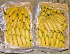 化州香蕉