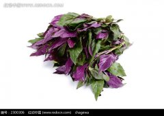 紫背天葵