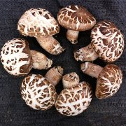 松花蘑菇