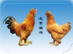 北京油鸡